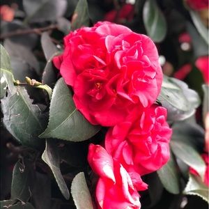 Meet your Posher, Marie